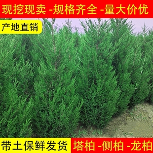 塔柏树苗柏树树苗侧柏树苗扁柏苗圆柏松树苗龙柏树苗柏树松树绿化