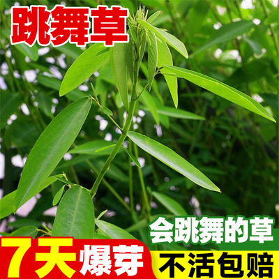 跳舞草种子情人草种籽四季种植盆栽听音乐会跳舞神奇趣味植物花卉