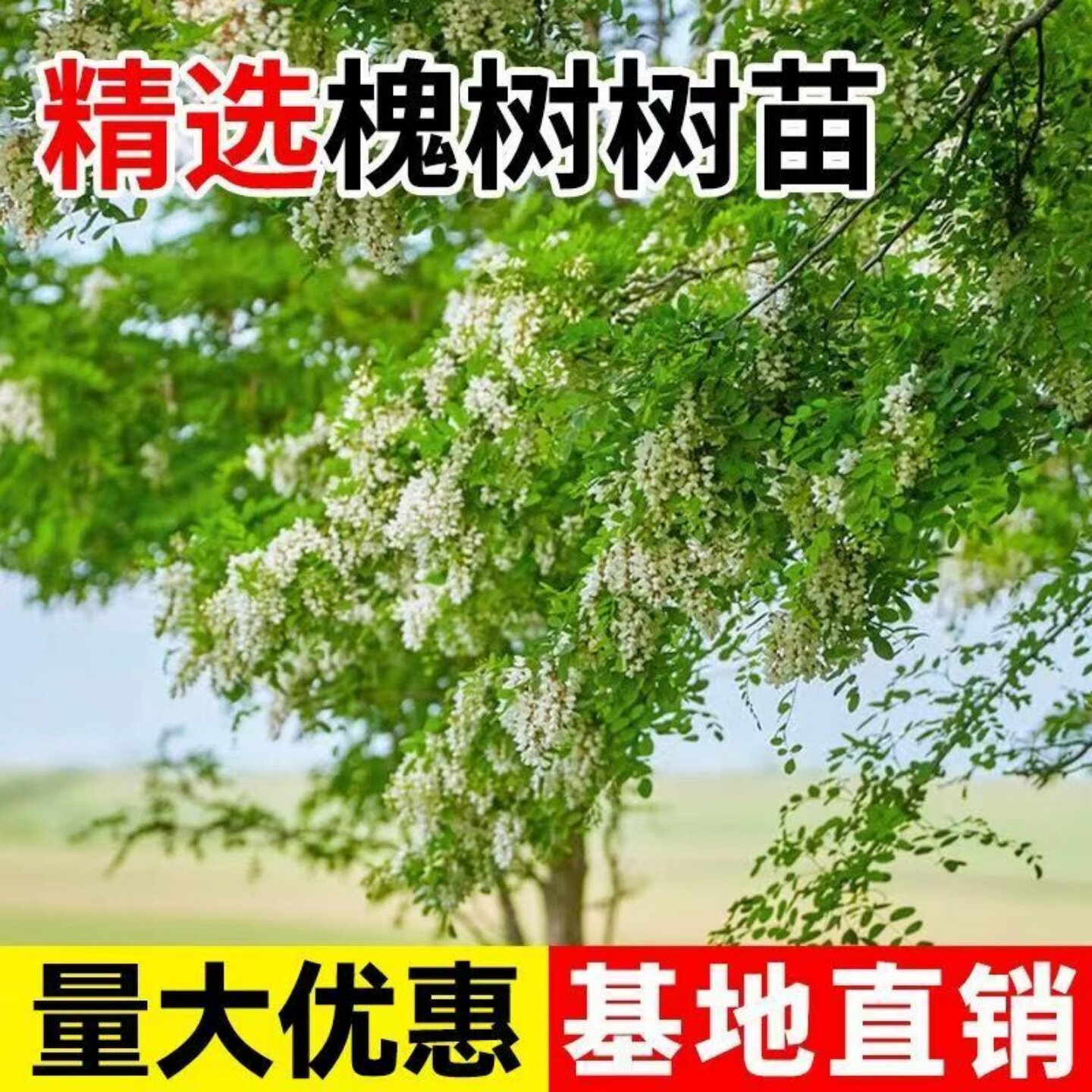 洋槐树苗可食用速生绿化行道树图片