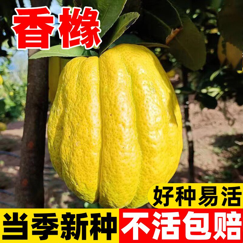 香橼种子枸橼子闻香摆件香橼树种籽室内观赏精品高山林木采摘食用