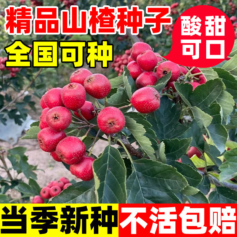 山楂种子山里果山里红种籽赤爪实赤爪子四季种植高产易活山楂树苗