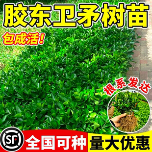 胶东卫矛树苗耐寒绿篱围墙工程苗四季青冬青卫矛庭院种植绿化苗木