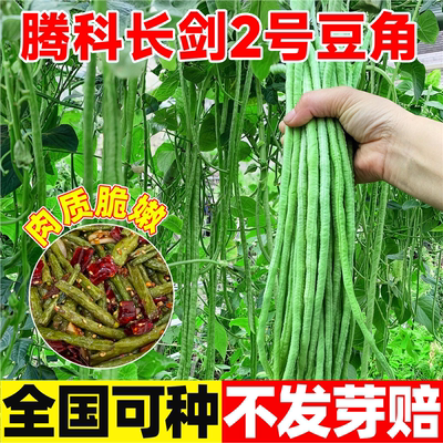 腾科长剑2号豆角种子采收