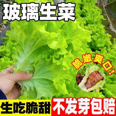 玻璃生菜种孑四季阳台盆栽秧苗水培生菜种籽子农家菜园青菜蔬菜种