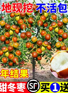 枣树活苗果树南方北方带土球种植嫁接冰糖枣特大超甜沾化冬枣苗树