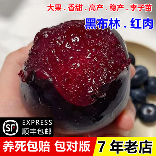 嫁接黑布林李子树苗红肉黑布朗大李子苗盆栽地栽李树南方北方种植