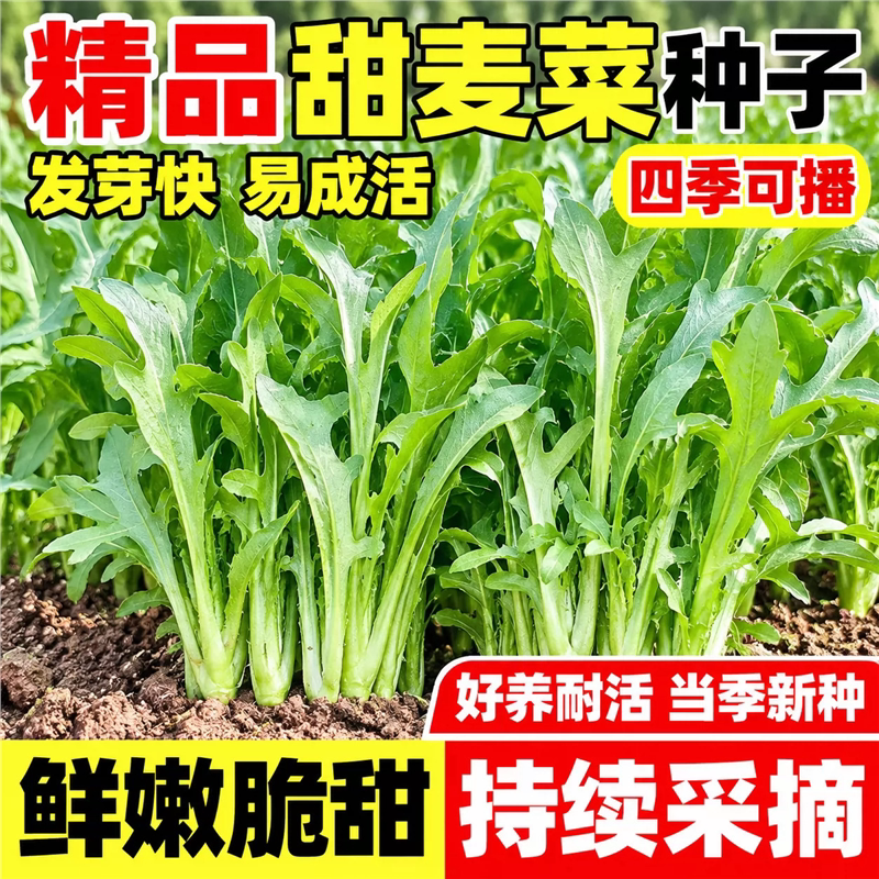 甜麦菜种子四季花芽广东耐寒旱苦麻菜籽青菜四季播种阳台蔬菜种籽