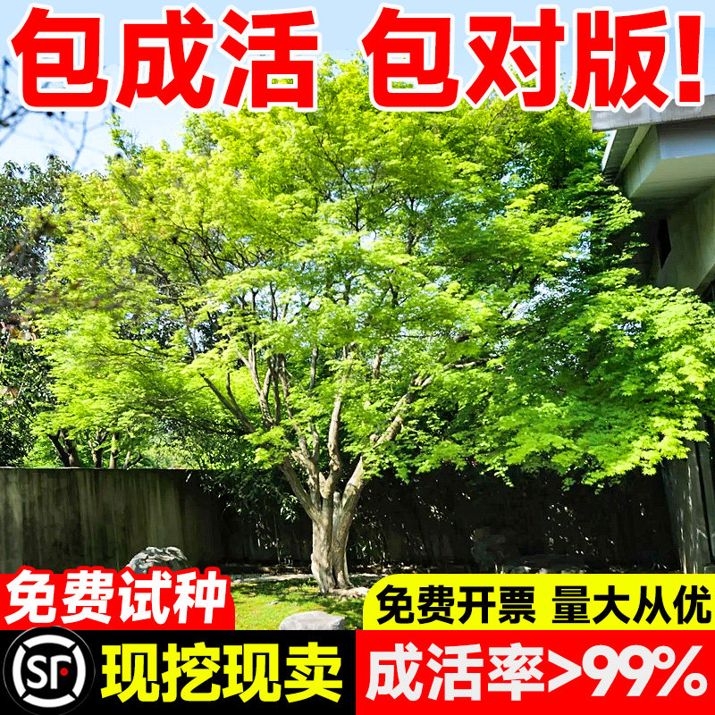 小叶鸡爪槭树苗大树原生红枫树苗盆栽园林庭院风景树盆栽绿化苗木图片