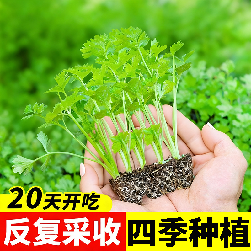 四季水果小香芹菜苗秧大芹菜苗耐寒老品种红白根芹苗秋冬蔬菜苗秧
