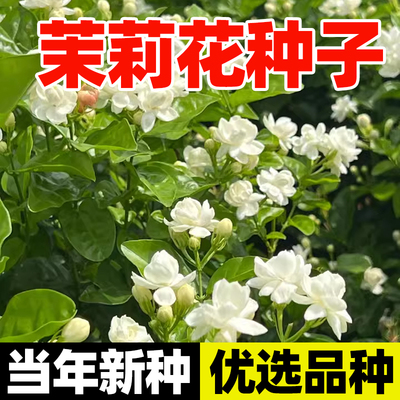 白茉莉花种籽子紫茉莉四季种开花庭院阳台盆栽花卉五彩地雷花种籽