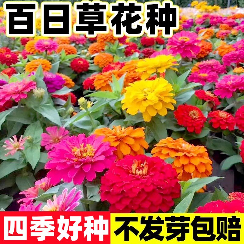 百日草花籽菊花种籽子四季播种开花室内外太阳花种孑花卉植物盆栽