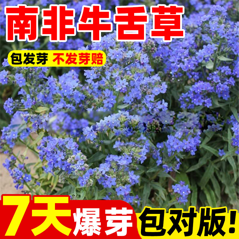 南非牛舌草花种子四季开花易活勿忘草夏堇花籽庭院景观蝎子草种籽