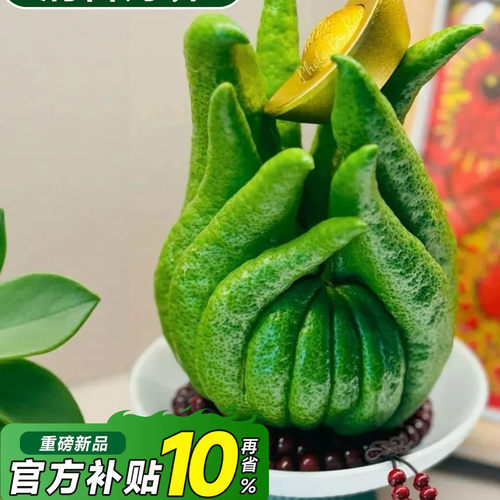 佛手柑鲜果办公室内植物盆栽四季好养大佛手闻香观赏桌面绿植摆件