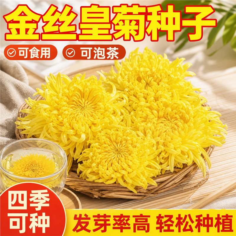 金丝皇菊种子四季可播食用图片