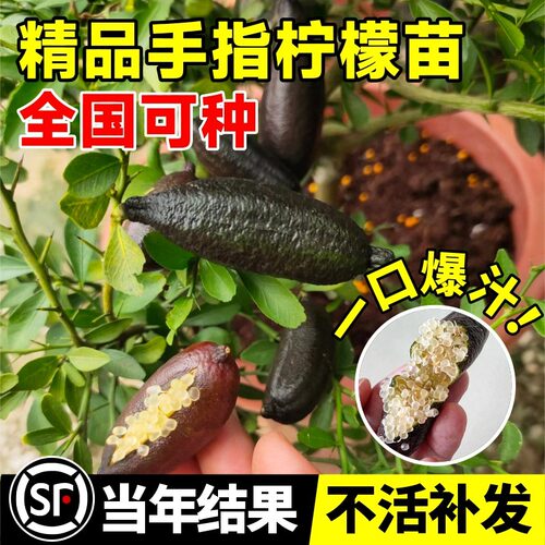 澳洲手指柠檬树苗新鲜带果