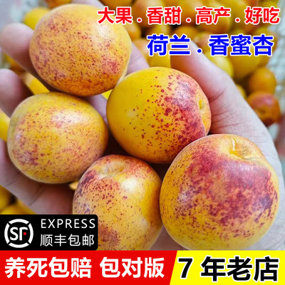 嫁接荷兰香蜜杏树苗特大金亚杏苗盆栽庭院地栽杏子果苗南北方种植