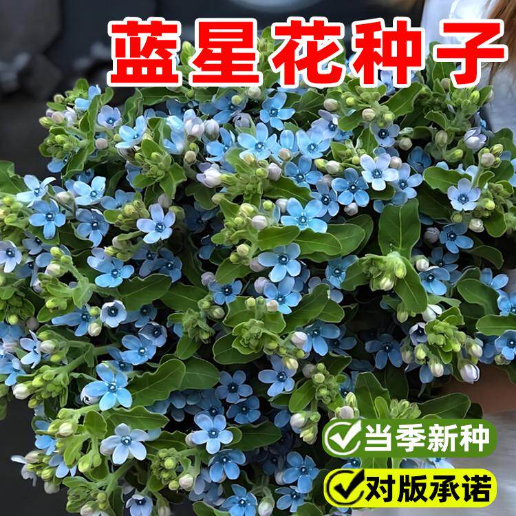 蓝星花种子春季四季室内阳台室外花园露台多年生宿根花卉种子花籽