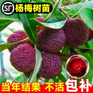 杨梅树树苗东魁嫁接果树果苗黑炭大梅苗带土南方种植盆栽当年结果