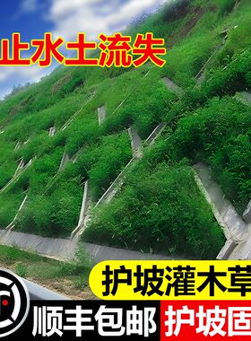 护坡灌木种子胡枝子紫穗槐多花木兰荆条猪屎豆刺槐银合欢护坡草籽