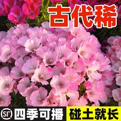 古代稀种子送春花籽孑