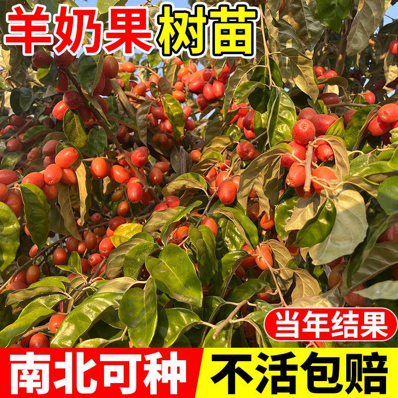 果树甜南北方德苗羊奶结当图片