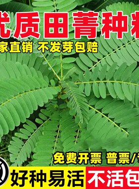 田菁种子耐盐碱碱青涝豆田青田箐护坡固土果园蜜源固氮绿肥草种籽