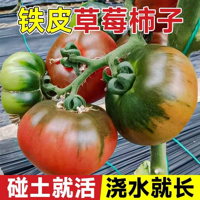 四季草莓西红柿种孑铁皮柿子种籽正宗丹东番茄种籽蔬菜苗沙瓤籽种