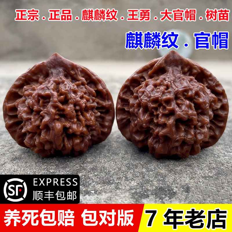 特大文玩核桃苗树盆栽地栽麒麟纹王勇官帽麻核桃树苗南方北方种植