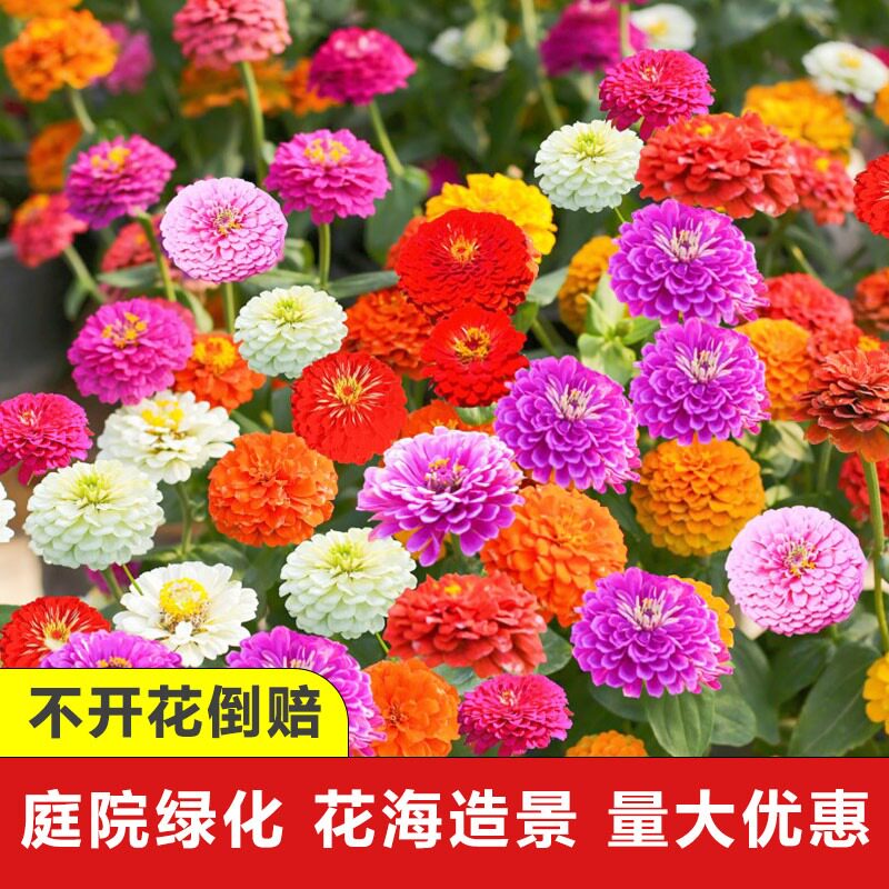 百日草花籽混色百日菊开花种籽子四季庭院路边绿化野花组合种子