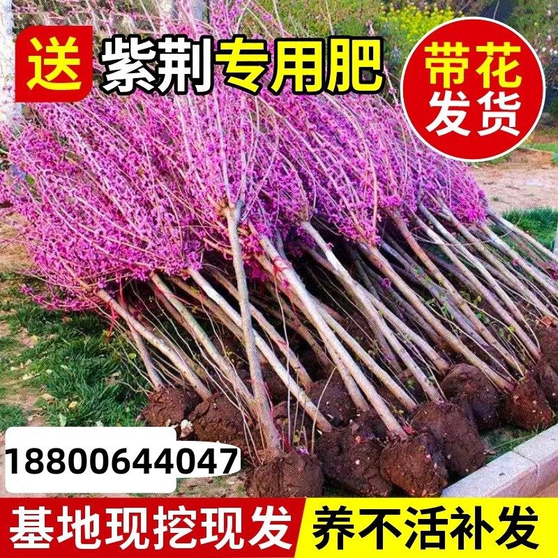 紫荆花树苗室外耐寒花卉植物庭院丛生四季开花绿化工程紫荆树苗