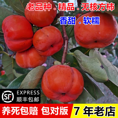嫁接软甜柿子苗树无核方柿树苗盆栽庭院地栽南方北方种植当年结果
