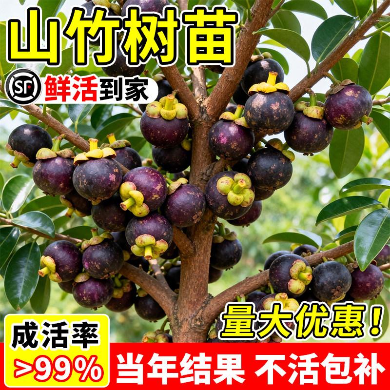 山竹树苗带果四季种植盆栽图片