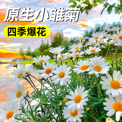 花种子籽小雏菊四季种植开花洋甘菊花种籽孑玛格丽特阳台盆栽花苗