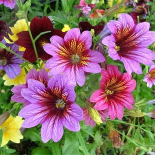 大花美人襟种籽朝颜花烟草复古智利喇叭花籽四季阳台庭院盆栽种子