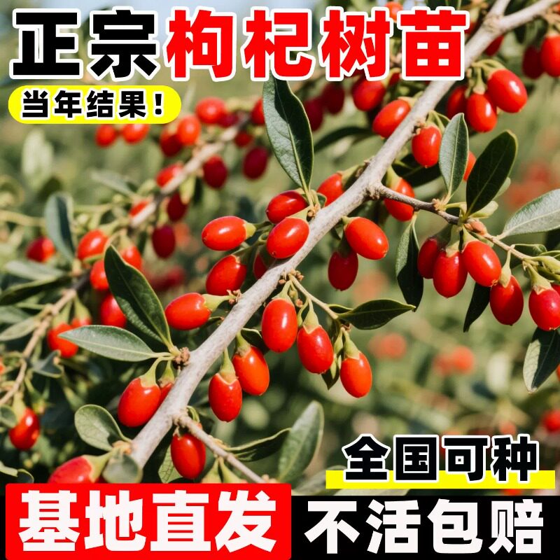 宁夏枸杞树苗老桩阳台盆栽南方北方四季种植当年结果可食用果树苗图片