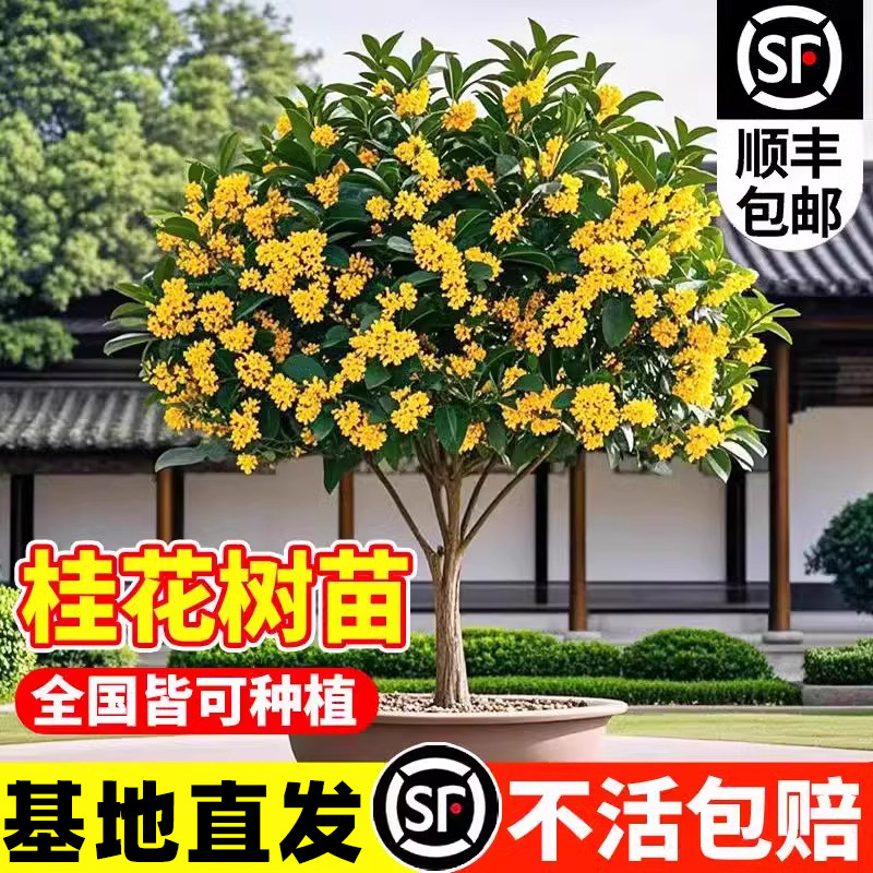 桂花树苗特大八月桂金桂绿化盆栽庭院别墅地栽四季桂植物四季花卉