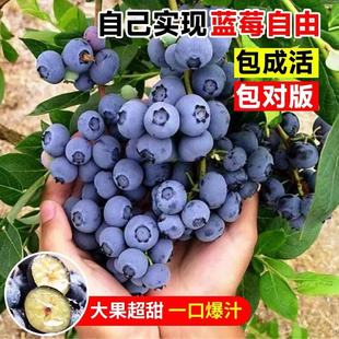 蓝莓树果苗l25盆栽特大带果发货蓝梅树苗南北方种植果苗四季 果树