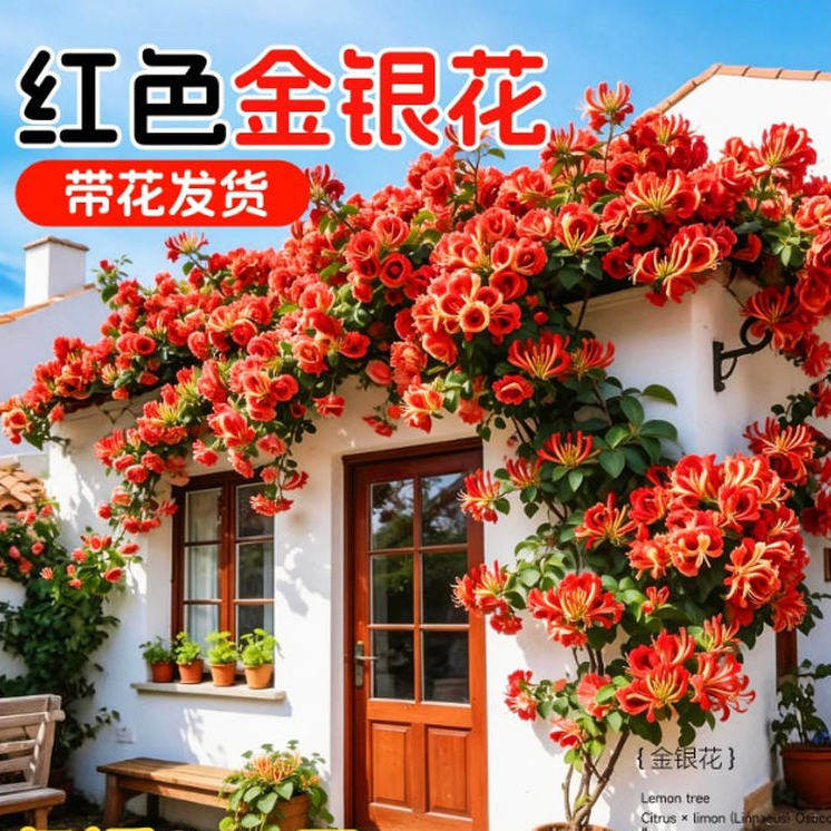 红色金银花树苗四季盆栽可食用药老桩卉盆栽阳台庭院爬藤开花植物