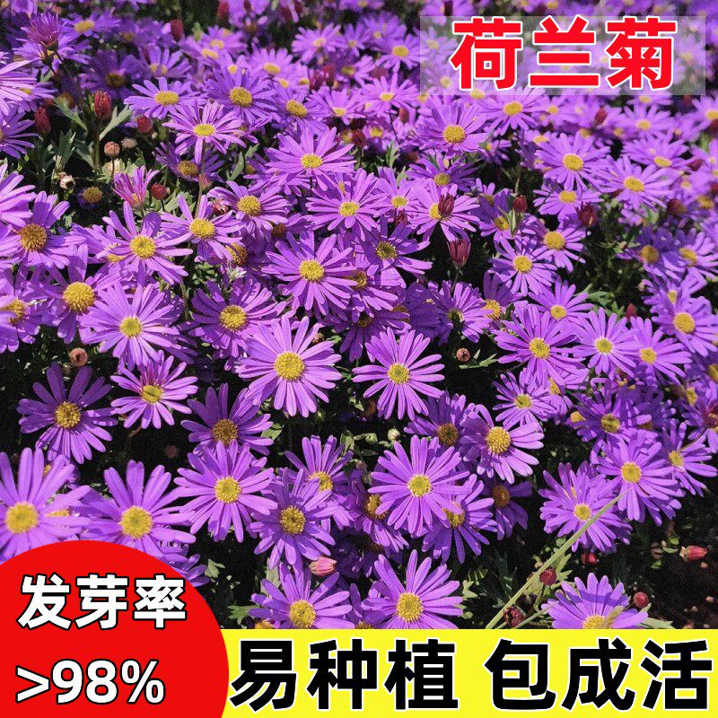荷兰菊花籽四季盆栽重瓣进口紫苑种子三文鱼小卡罗多年生花苗种籽