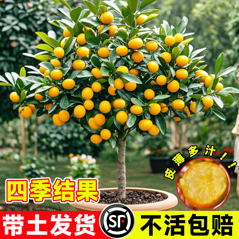 脆皮金桔带果发货盆栽树苗四季果树可食用橘子苗脆皮金橘室内常绿