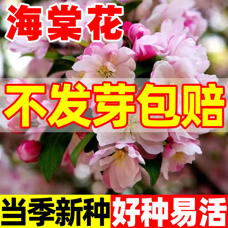 海棠花种子夫妻海棠花种籽盆栽室内外阳台多年生花卉四季易种花籽