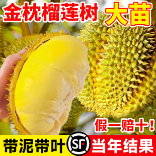 榴莲树果苗南北方种金枕榴莲正宗广西嫁接猫山王矮化盆栽水果树苗