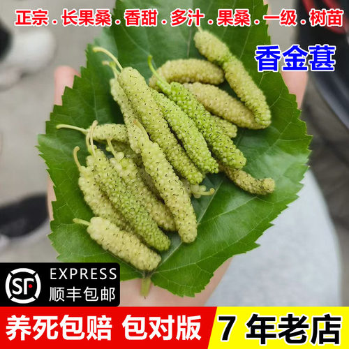 香金蜜白色长果桑香金葚桑葚树苗盆栽地栽耐寒甜桑葚苗南北方种植