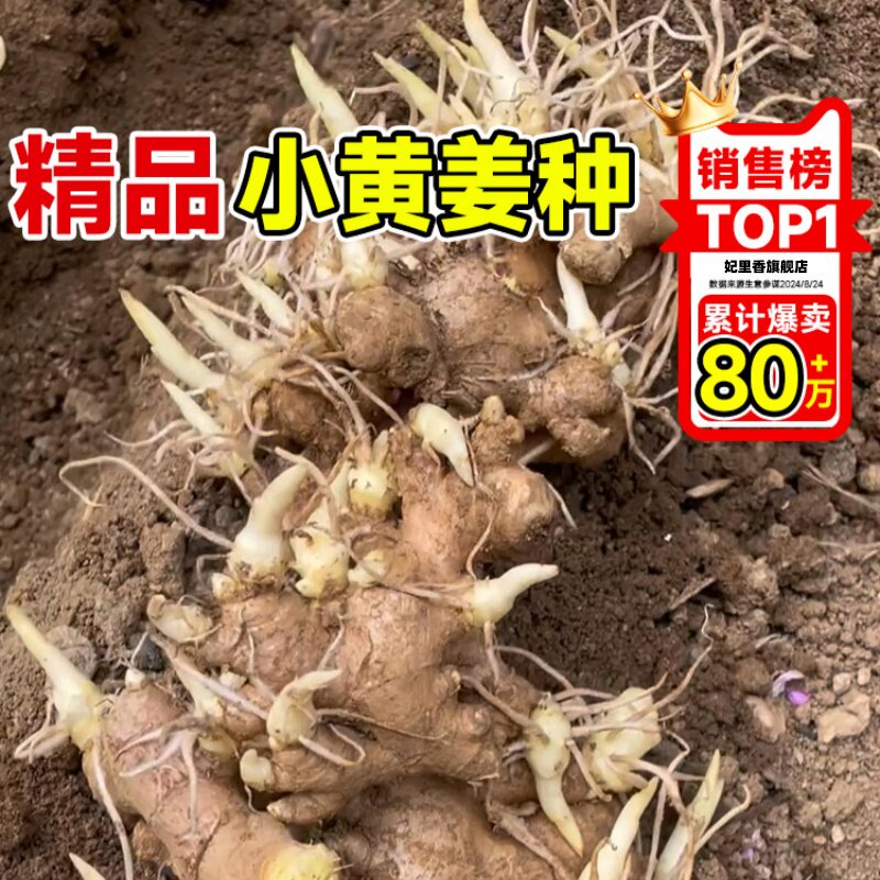 正宗云南小黄生姜种子种植苗带芽山东老姜阳台蔬菜种苗秧洋姜盆栽