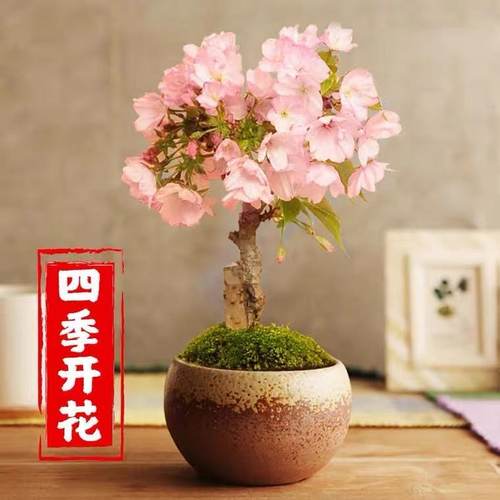 室内外迷你不断樱花树苗花卉植物