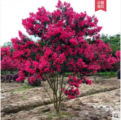 妃里香紫薇木本植物阳台庭院四季