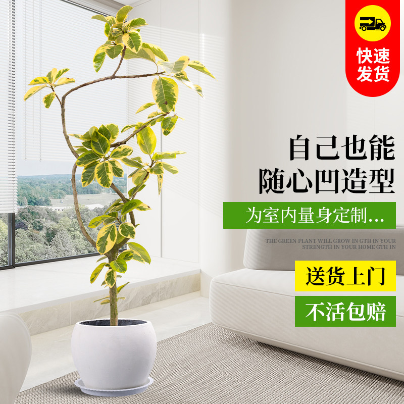 黄金榕客厅绿植室内大型植物富贵榕橡皮树大盆栽落地大号好养禄植