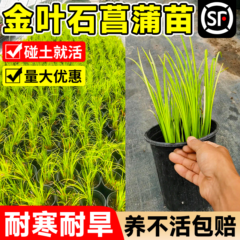 金叶石菖蒲苗金丝苔草盆栽地被花镜好养绿植室外庭院园林造景植物
