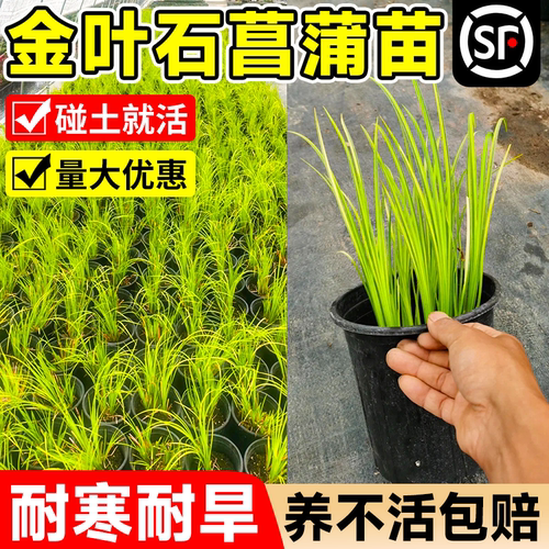 金叶石菖蒲苗金丝苔草盆栽地被花镜好养绿植室外庭院园林造景植物