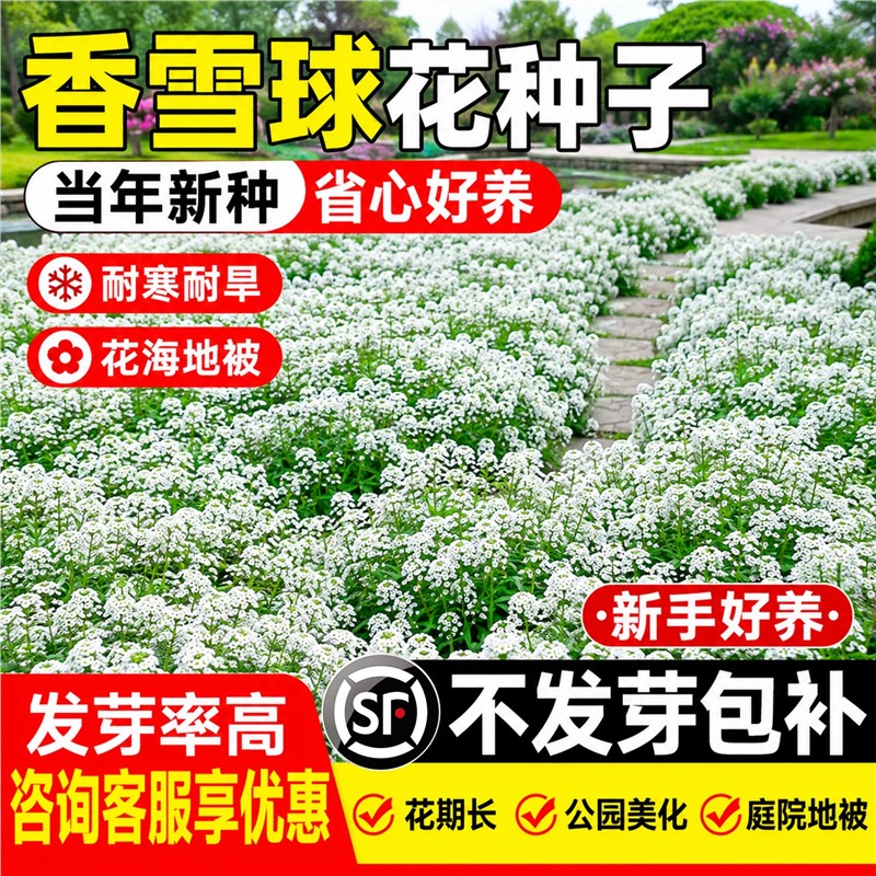 香雪球花种籽卉匍匐丛生海图片
